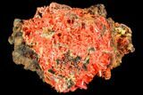 Bright Orange Crocoite Crystal Cluster - Tasmania #106806-1